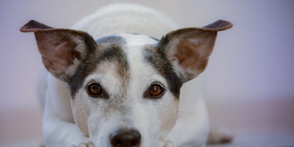 Animal Communication